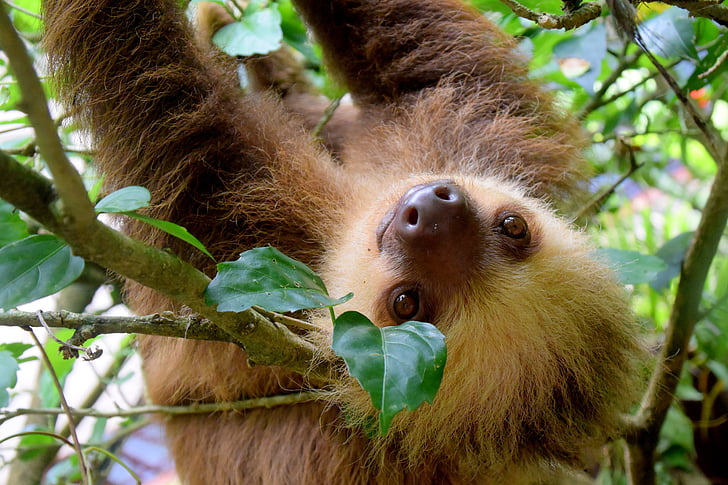 Ленивец, Коста-Рика, Пуэрто-Вьехо, тропические леса, путешествия, Природа, Животные-темы