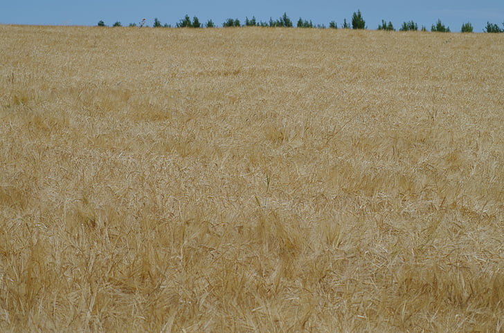 field, barley, plow, the grain, nature, harvest, outdoors