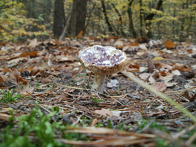 mushroom, growing, forest, nature, food, fungus, cap