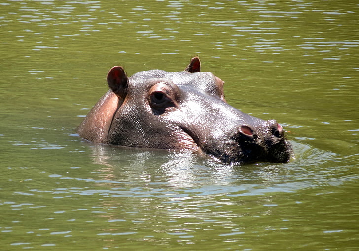 Hippo, Afrika, Gamta, žinduolis, Laukiniai gyvūnai, upės, begemotas