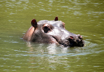хипопотам, Африка, природата, бозайник, дива природа, река, хипопотам
