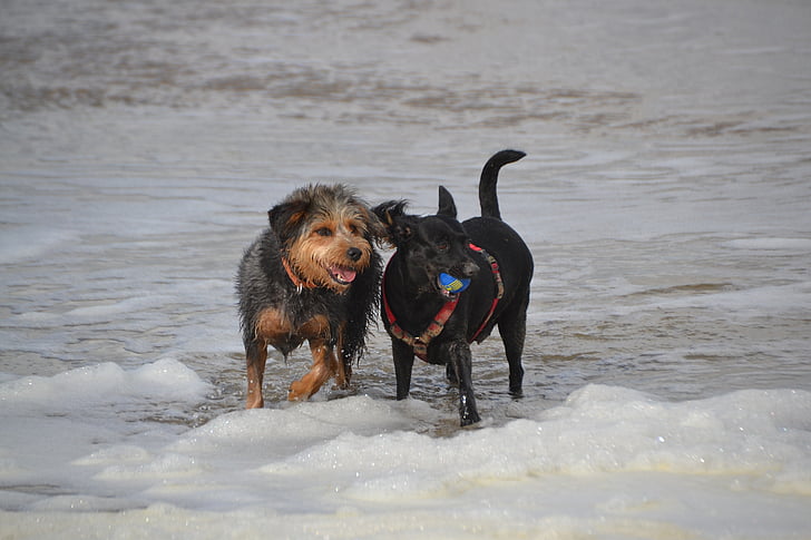 koirat rannalla, koira, mongrel mäyräkoira yorkshire, eläinten, Pet