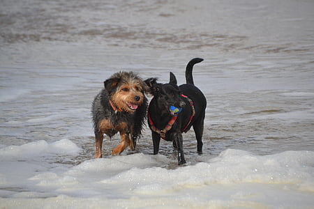собаки на пляжі, собака, mongrel такса Йоркшир, тварини, ПЕТ