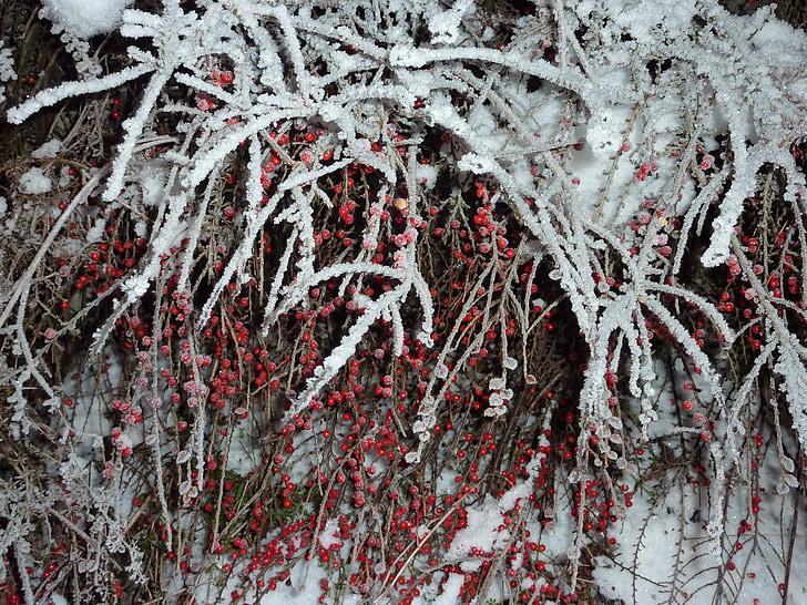 winter, frost, berries, cold, frozen, icy, hoarfrost