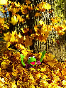 žuta, lišće, šarene, zabava, Kermit, žaba, list