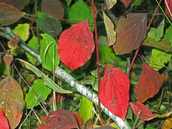 podzim, listy, padajícího listí, barevný podzim