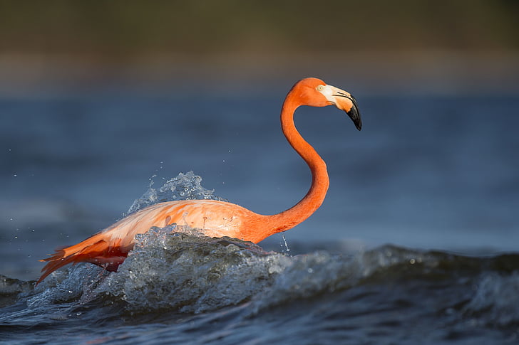 animal, bird, feathers, flamingo, lake, nature, plumage