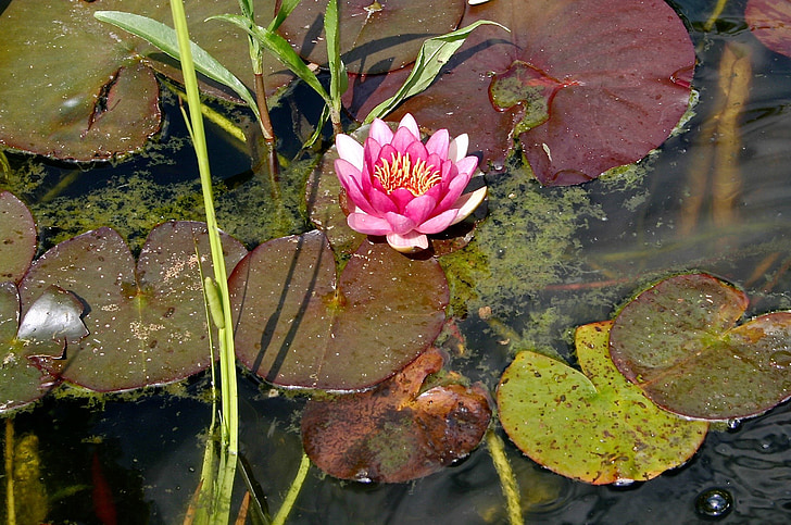 water lily, pond, aquatic plant, nature, pink, lake rose, garden