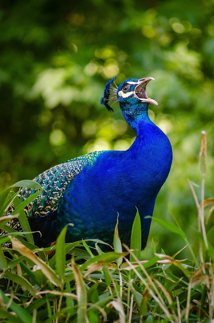 animal, bird, feathers, grass, peacock, plumage, wildlife