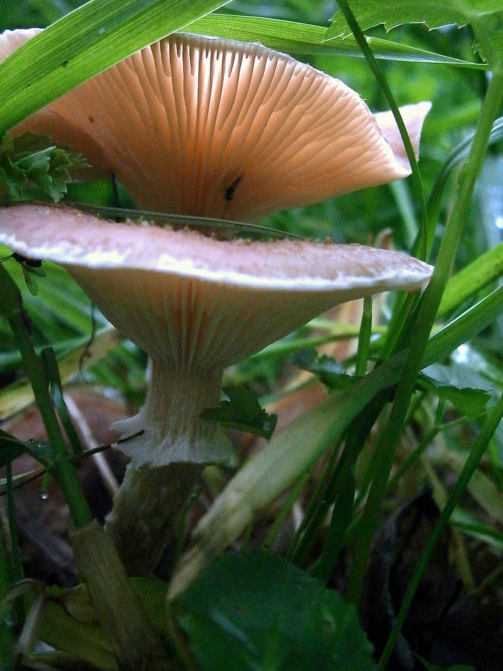 mushroom, reddish, nature, forest, lights up, autumn, grass