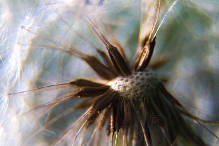 dandelion, macro, close, seeds, nature, pollen, back light