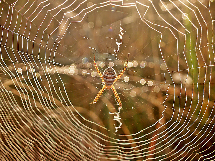 spider, web, dew, morning, arachnid, striped, legs