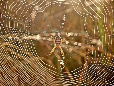 pók, Web, Harmat, reggel, Arachnid, csíkos, lábak