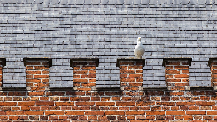 dove, bird, battlements, bruges, old town, roof, historically