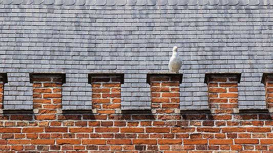 Dove, lintu, rintavarustus, Brugge, vanha kaupunki, katto, historiallisesti