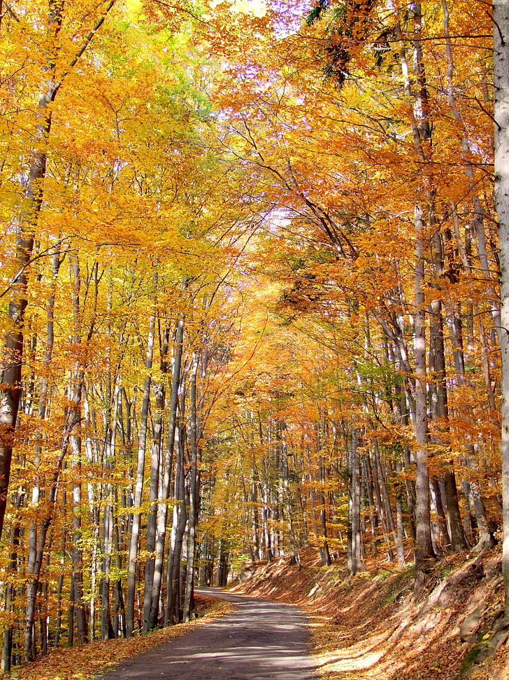 Příroda, Les, strom, podzim, cesta, stromy, slunce