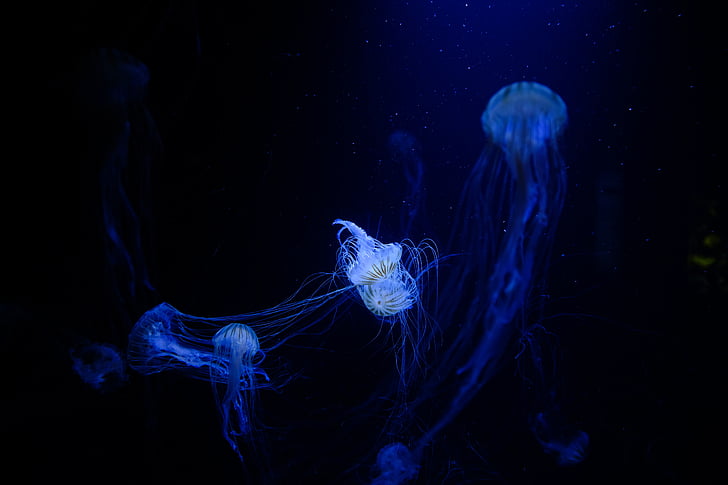 meduses, aquàtiques, animal, oceà, sota l'aigua, fosc, blau