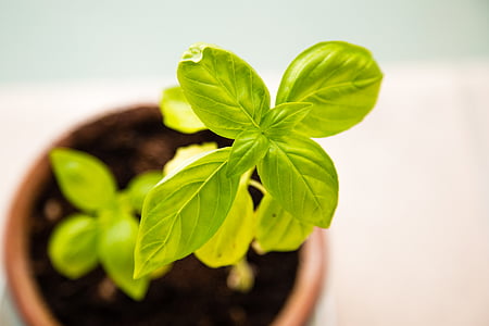 basil, fresh, green, grow, growing, growth, healthy
