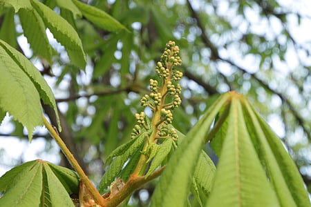 buds, chestnut, leaves, plant, tree, flora, vegetation