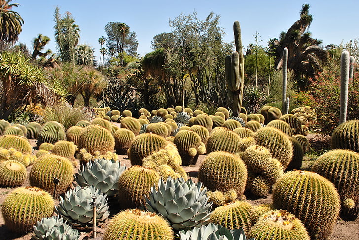 cactus, jardín, Huntington, naturaleza, Botánico, cactus, espina