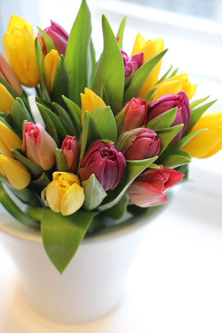 Tulip, forår, solen, gul, blomst, buket, friskhed