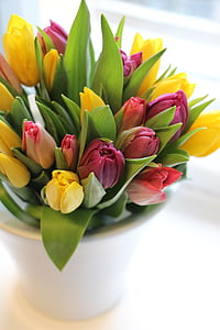 Tulipa, Primavera, sol, amarelo, flor, buquê, frescura