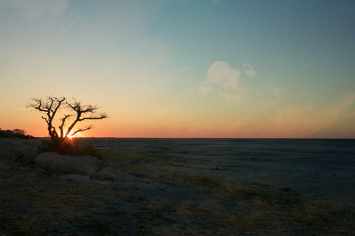 landskap, naturen, siluett, solen, solnedgång, träd, underexponerad