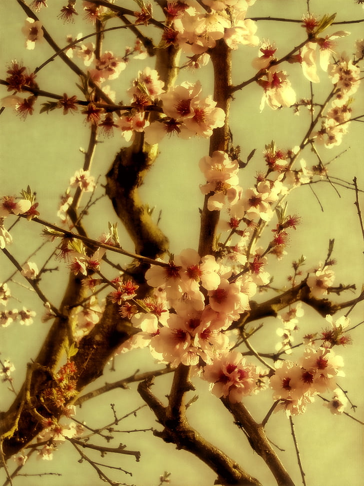 musim semi, bunga, Blossom, mekar, alam, pohon, Bud