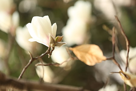 Magnolia blomma, vit, blomma