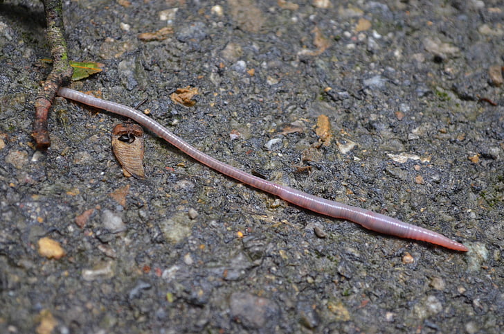 worm, earthworm, pink, long, thin, nasty, moist