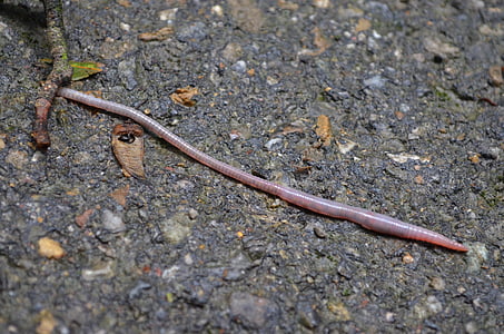 worm, Aardworm, roze, lange, dunne, vervelende, vochtige