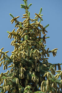 spruce, tree, conifer, cones, needles, branch, outdoors