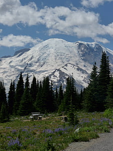 Rainier, montaña, Washington, paisaje, árboles de hoja perenne, parte superior cubierto de nieve, Estados Unidos