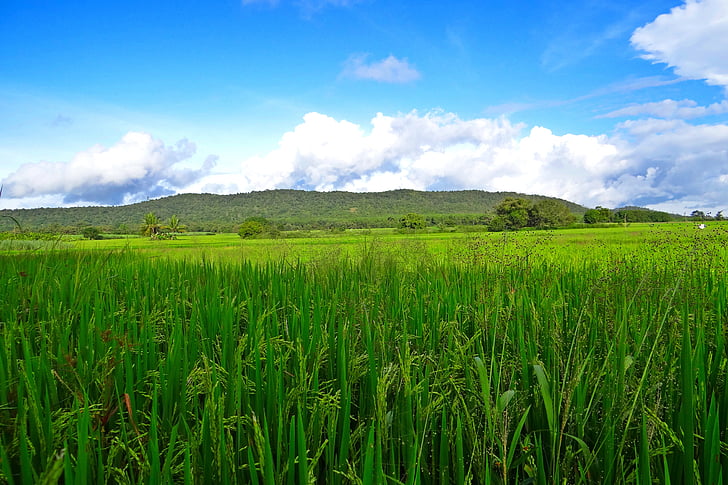 arroz, campos, cultivos, arroz, zonas verdes, hierbas, alimentos