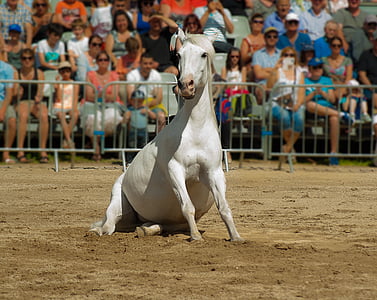 hest, hesteshow, dressur, ridning, dyr, konkurrence, Sports race