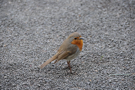 Robin, šedá, malé, červená, štěrk, pták, zvíře