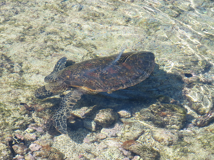 sköldpadda, Hawaii, honu, havet, Ocean