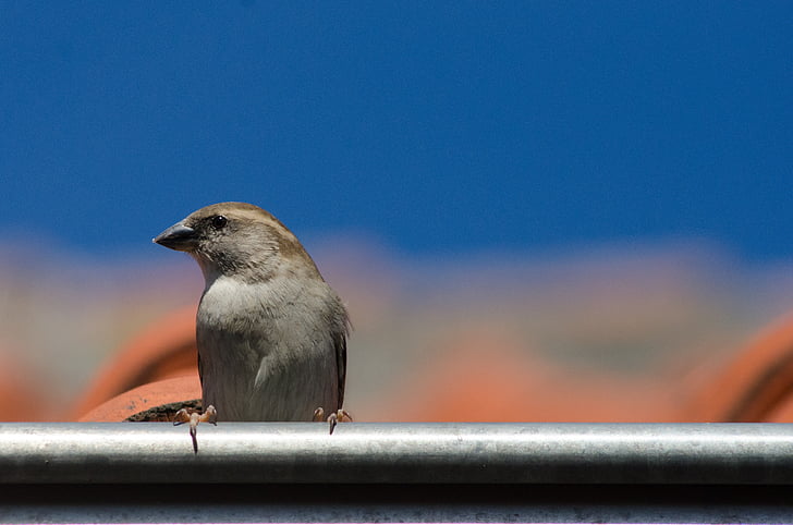 Sparrow, con chim, mái nhà, chim, ngồi, gutter, đô thị