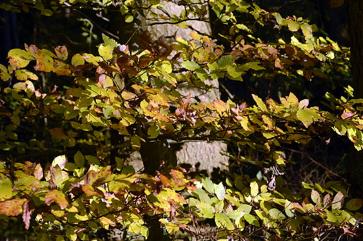 podzimní strom, podzim, padajícího listí, barevné, strom, se objeví, barevný podzim