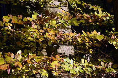 Φθινοπωρινό δέντρο, το φθινόπωρο, φύλλωμα πτώσης, πολύχρωμο, δέντρο, αναδύονται, χρώμα πτώσης