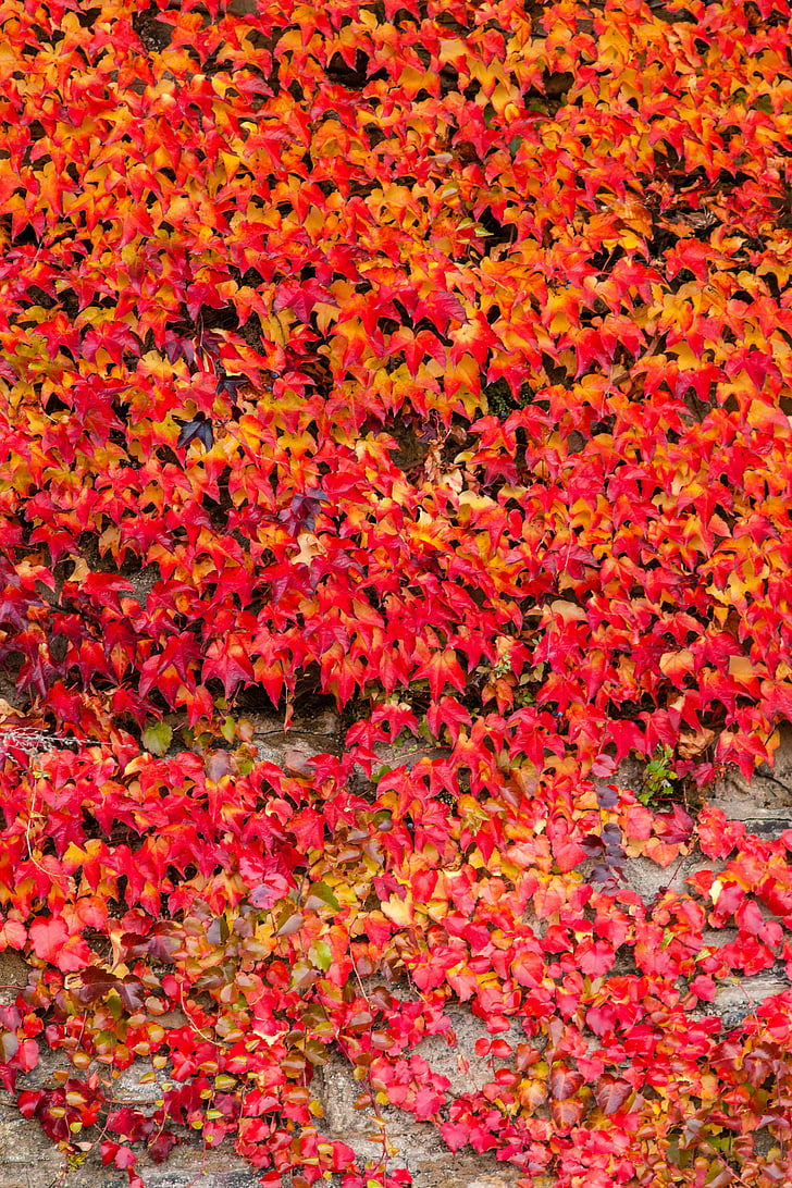 bršljan, jesen, Crveni, zid, priroda, penjač, boje jeseni