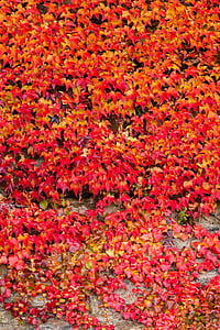 ไอวี่, ฤดูใบไม้ร่วง, สีแดง, ผนัง, ธรรมชาติ, เหอ, ใบไม้เปลี่ยนสี