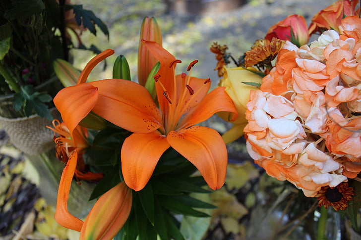 Tiger lily, lírio, Hemerocallis de tigre, flores, flor, close-up, natureza