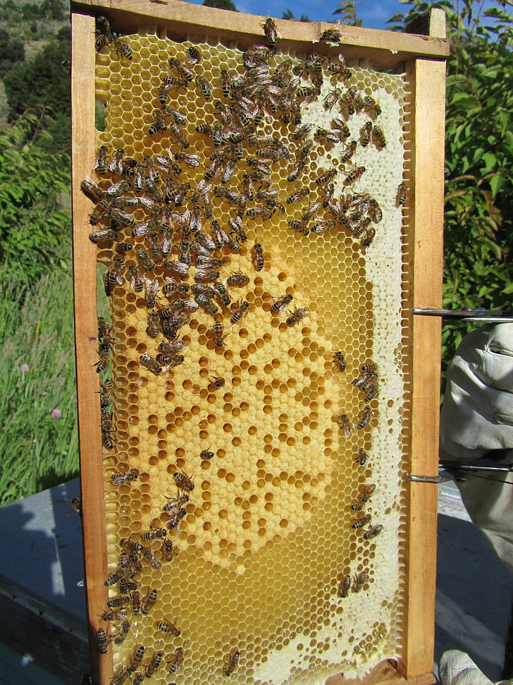 bitės, avilys, Medus, Bitininkas, Bitininkystė, vabzdžių, avilys