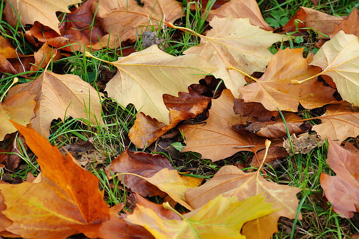 lämnar, sent på hösten, hösten, falla lövverk, passerade, torr, färgglada