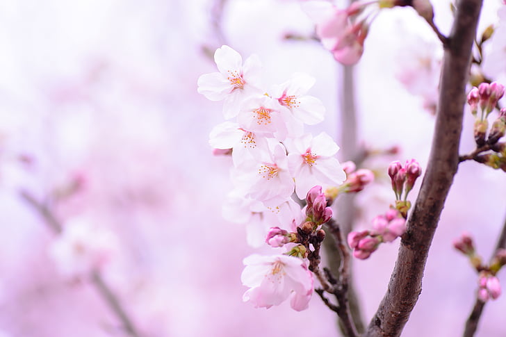 závod, jaro, květiny, Japonsko, růžová, přírodní, třešeň