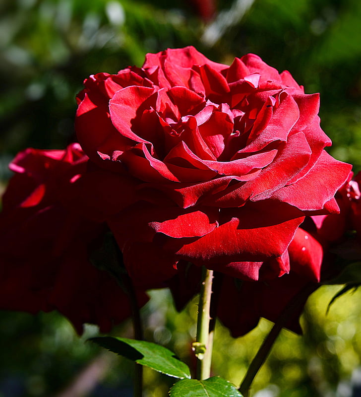 Rose, blizu, rdeča, sence, cvet, cvet, cvet