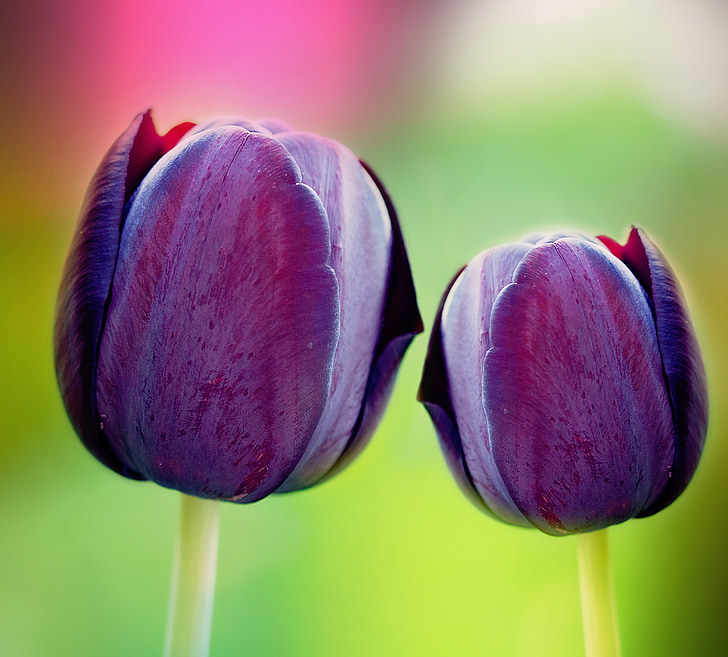 tulipanes, violeta, púrpura, hermosa, hermosa, color intenso, schnittblume