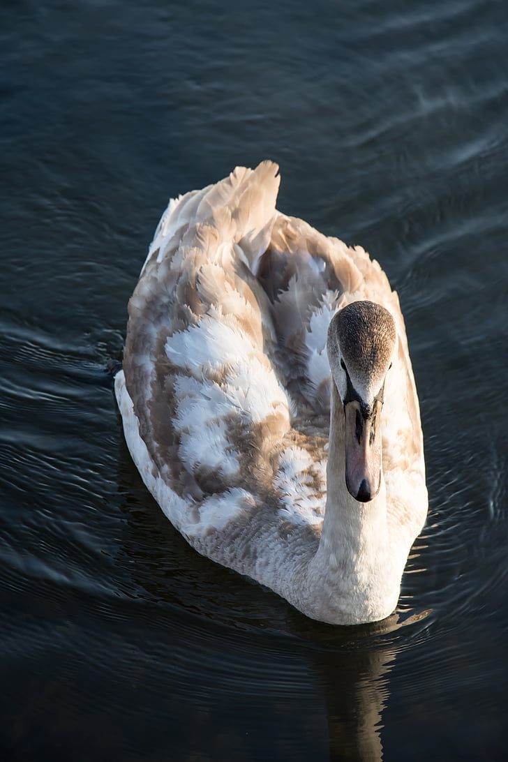 Swan, mare, natura, apa, Lacul, pasăre, alb
