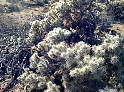 cholla, Joshua tree, Desert, taim, Southwest, kõrbes